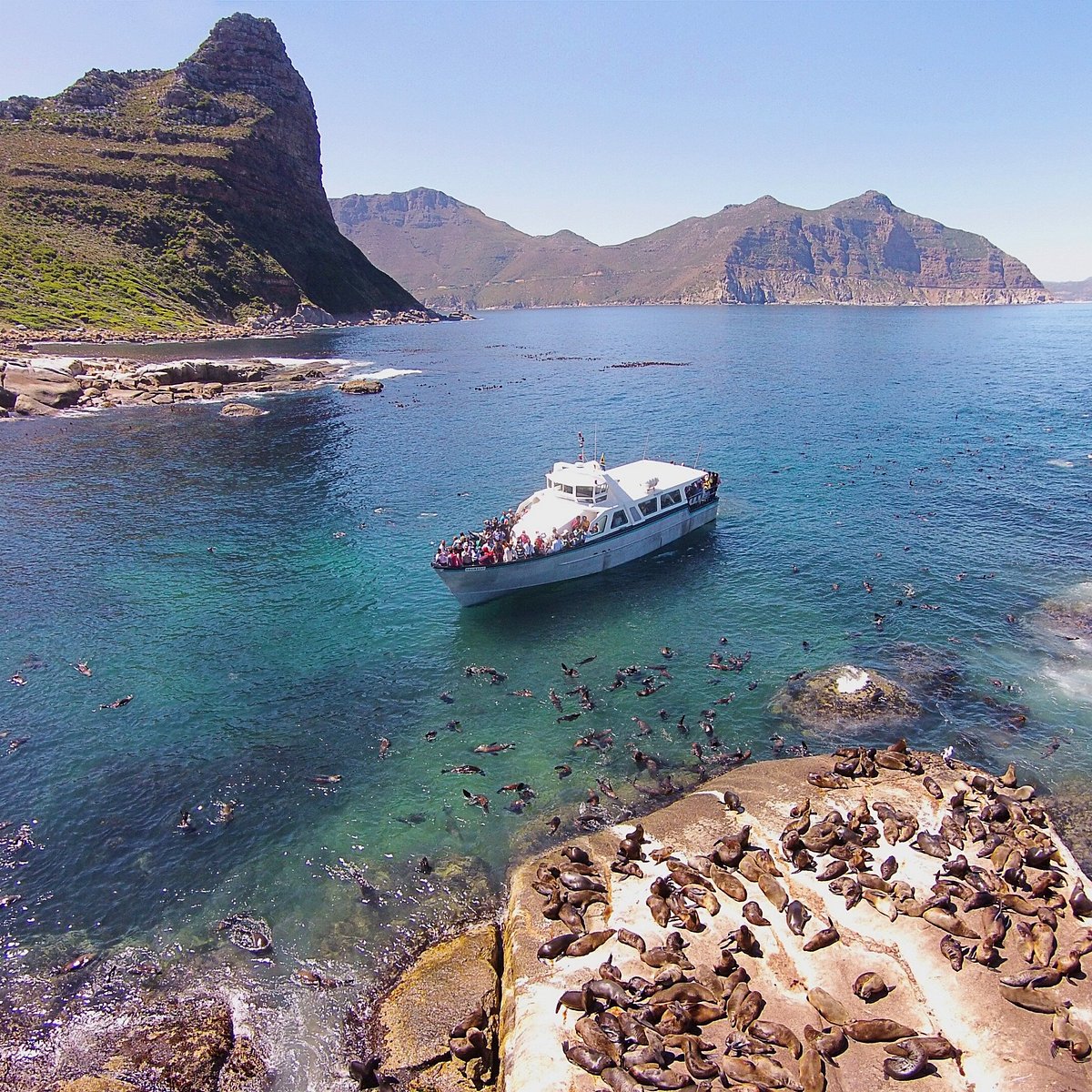 hout bay seal island cruise cape town