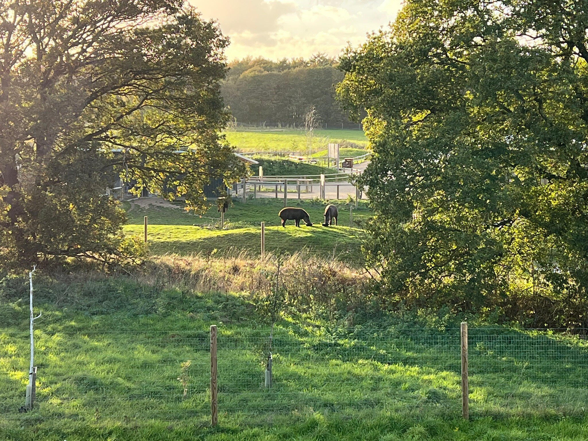 HEX HOTEL AT YORKSHIRE WILDLIFE PARK $82 ($̶9̶8̶) - Updated 2022 Prices ...