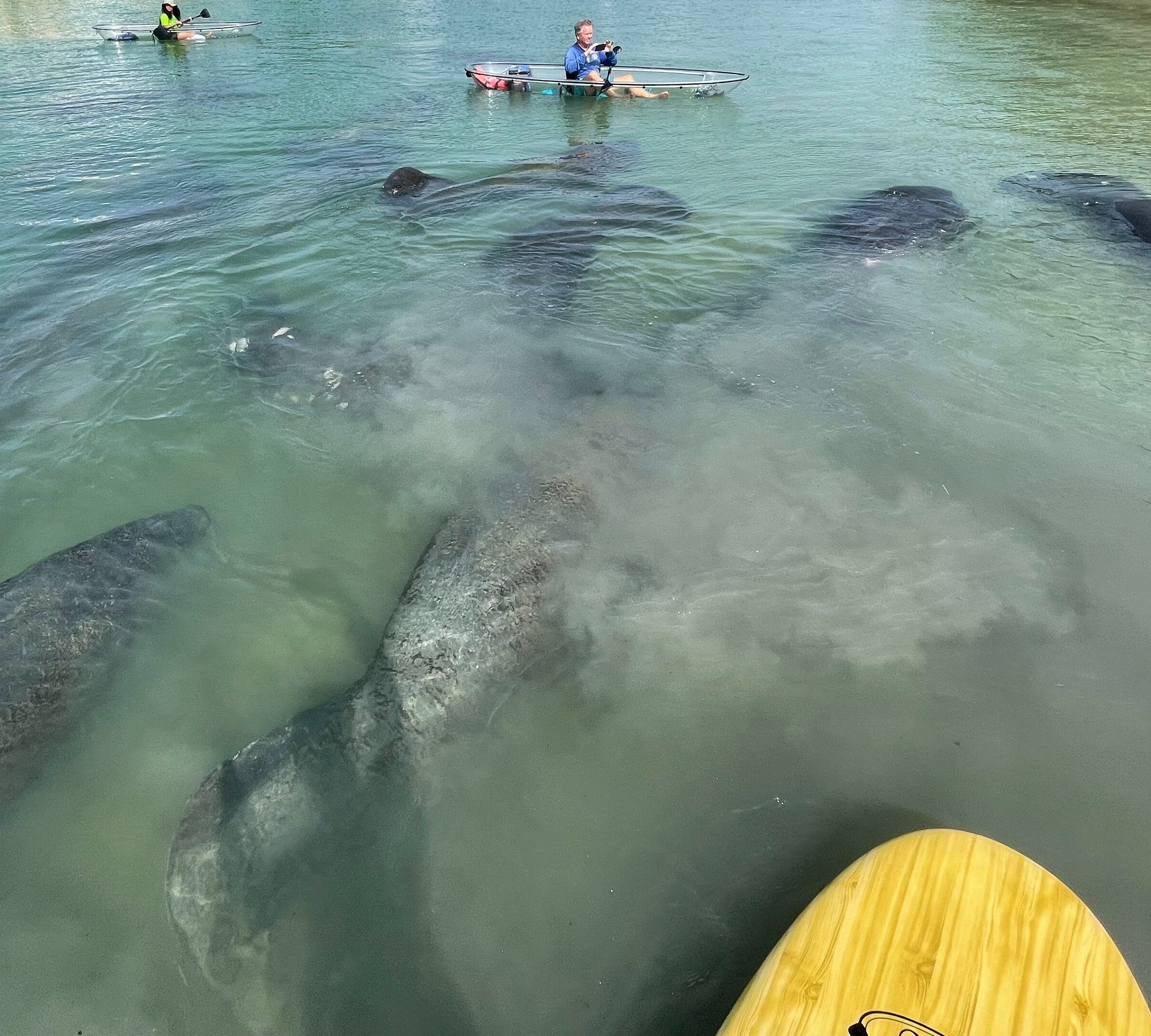 manatee tour sarasota