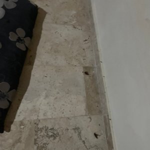 Rat poo, king family room