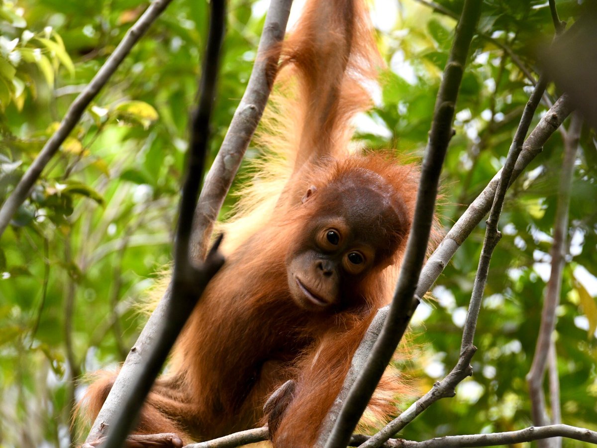 ORANGUTAN TREKKING TOURS (Pangkalan Bun) - All You Need to Know BEFORE ...