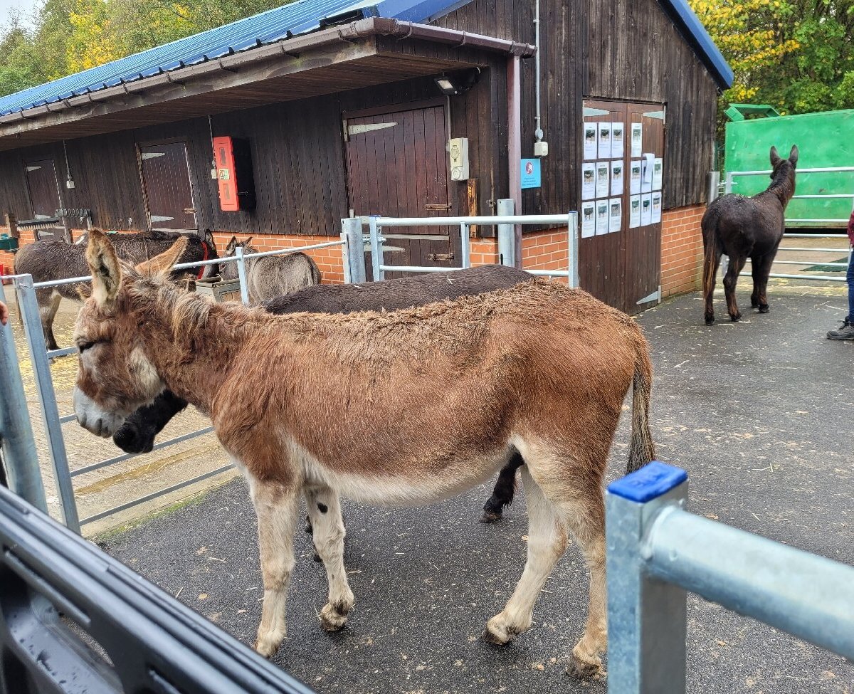 the-donkey-sanctuary-manchester-all-you-need-to-know-before-you-go