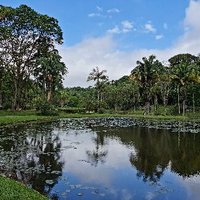 Jardim Botânico de São Paulo (Sao Paulo) - All You Need to Know BEFORE ...