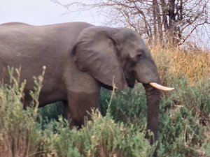 HIPPO LODGE - Reviews (Kafue National Park, Zambia)