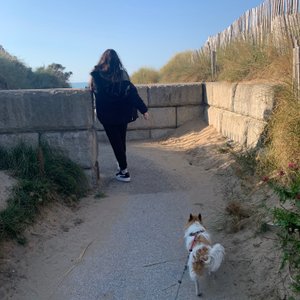 are dogs allowed at barkby beach