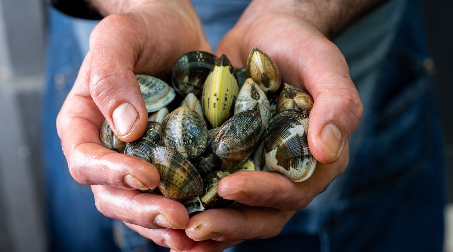 Le nostre vongole veraci