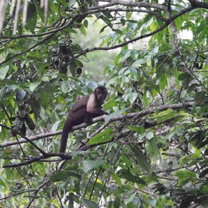Bearded saki monkey
