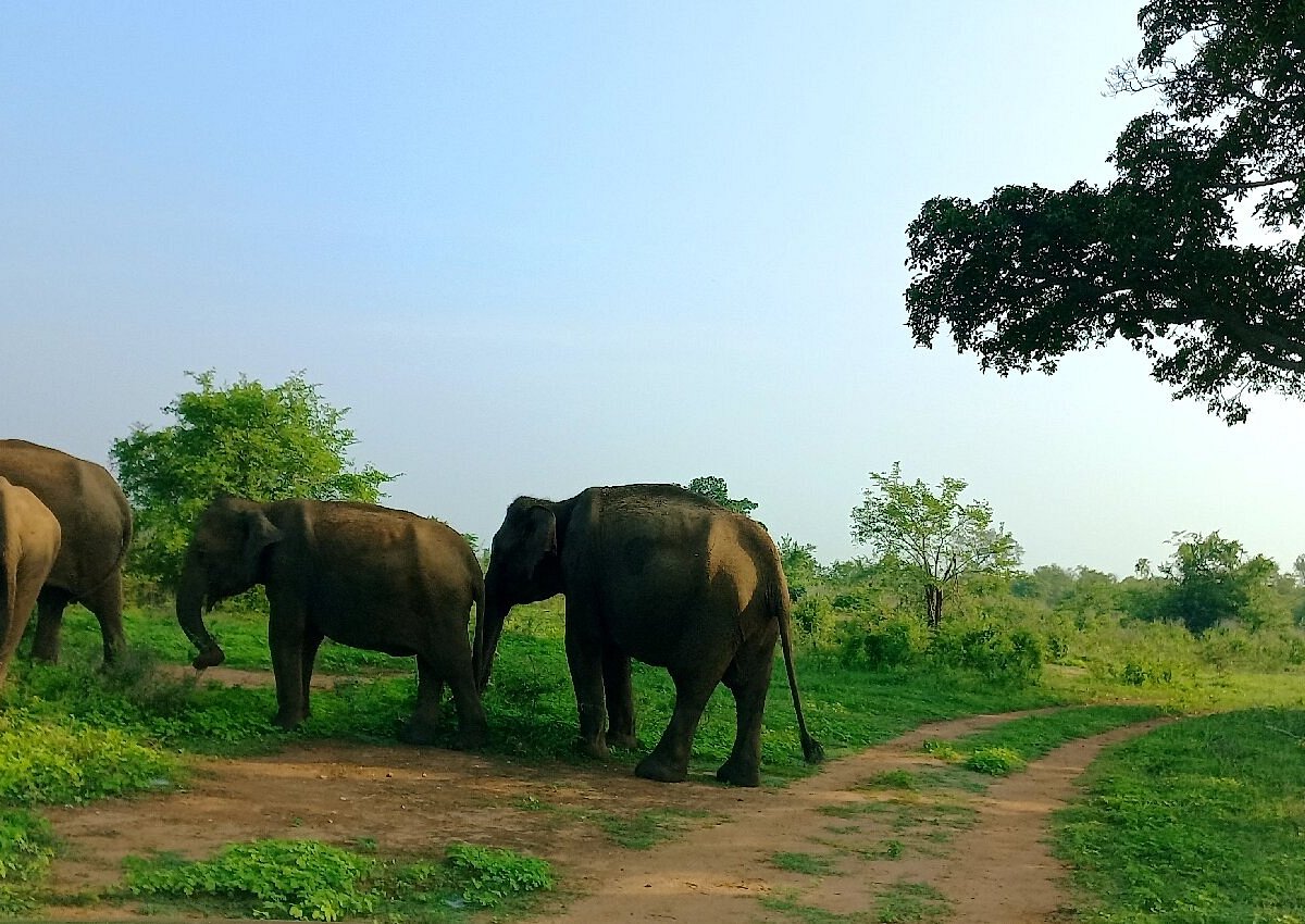 udawalawe safari jeep price