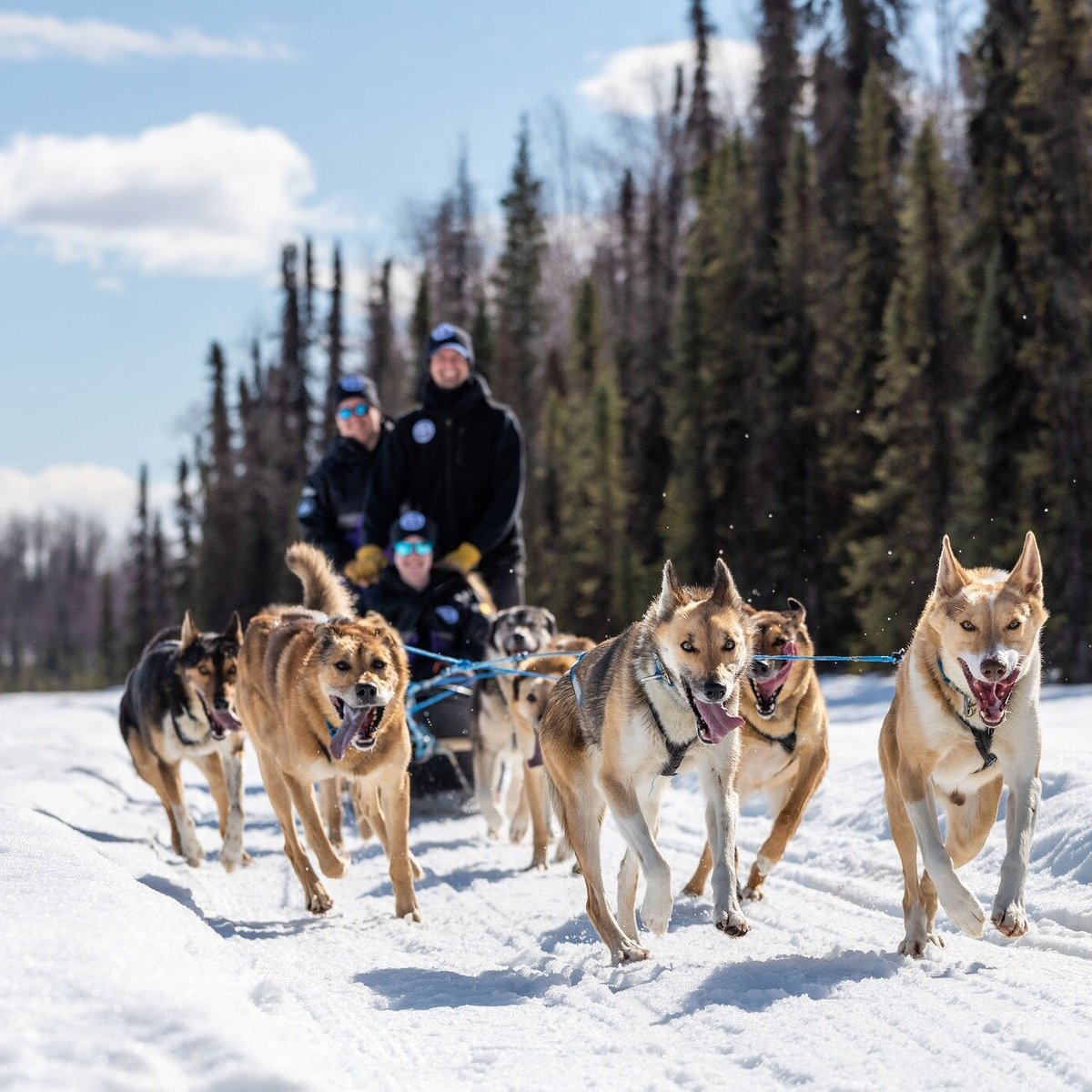 Anchorage Husky Puppies