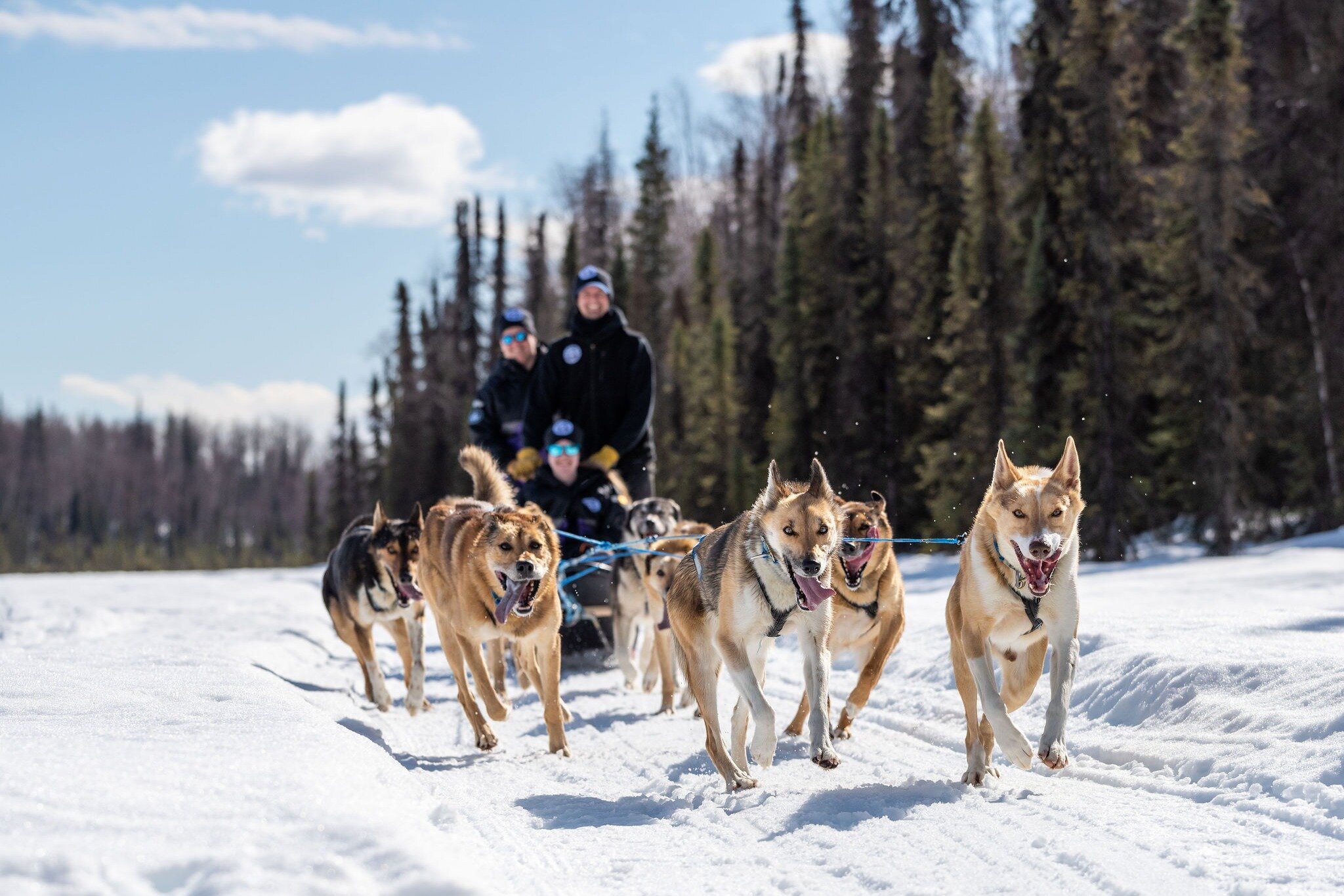 Alaskan Husky Adventures - All You Need to Know BEFORE You Go (2024)