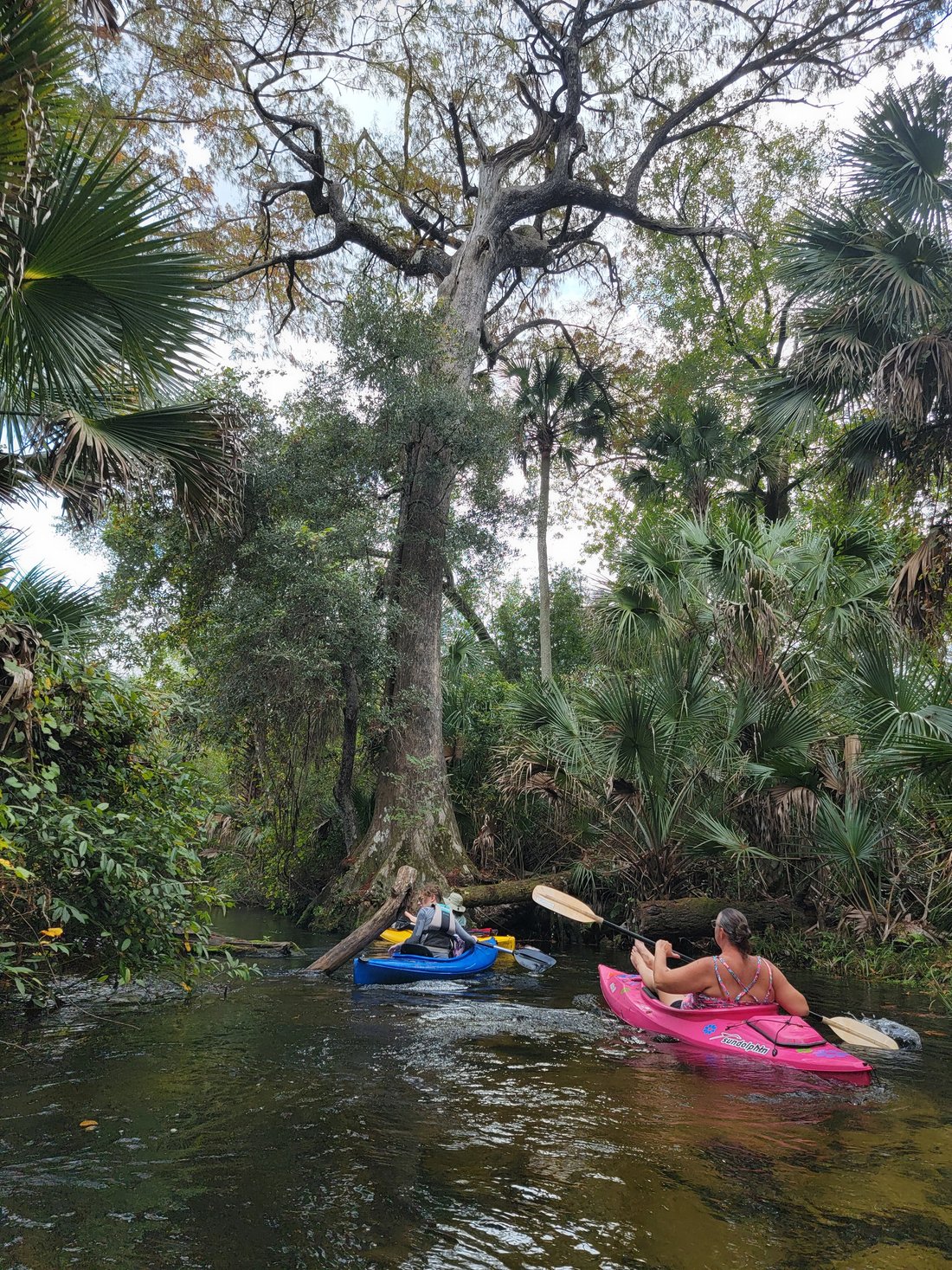 JUNIPER SPRINGS RECREATION AREA - Campground Reviews (Silver Springs, FL)