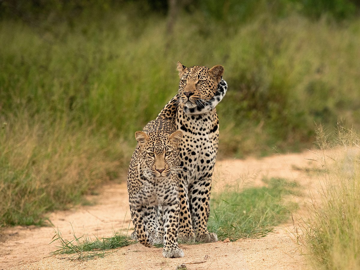 Legend Safaris on X: Big cat fishing #catfish #barber #africa #beast  #fishing #fishinglife #legendary #legend_safaris #legendsafaris   / X