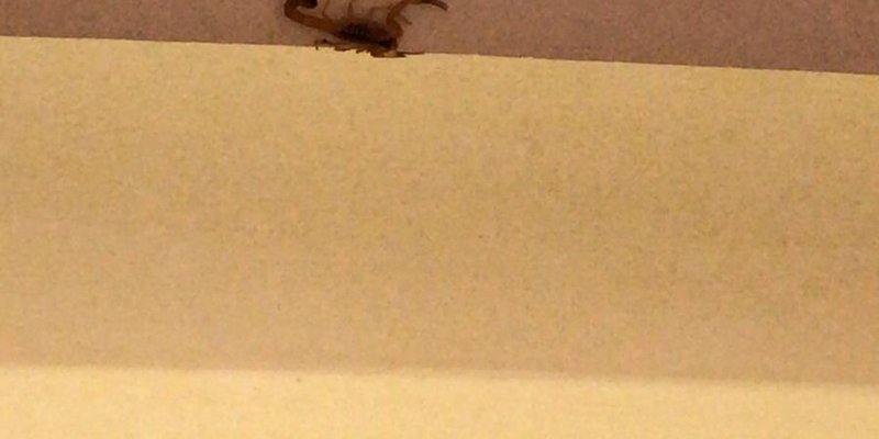 Escorpião no 2° quarto em 6 dias de estadia no hotel.