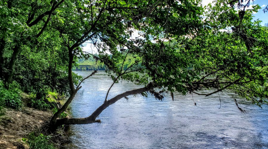 Looking SW along The New River, Bisset Park, Radford VA (06-11-20)