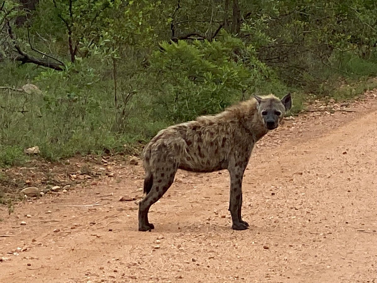 On Safari Africa (Malelane) - All You Need to Know BEFORE You Go On Safari Africa (Malelane) - All You Need to Know BEFORE You Go
