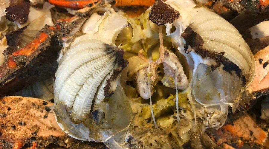 Harbour House Crabs