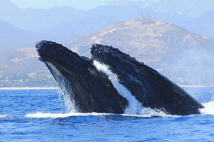 2023 Los Cabos Whale Watching (Transportation and Pictures Included)