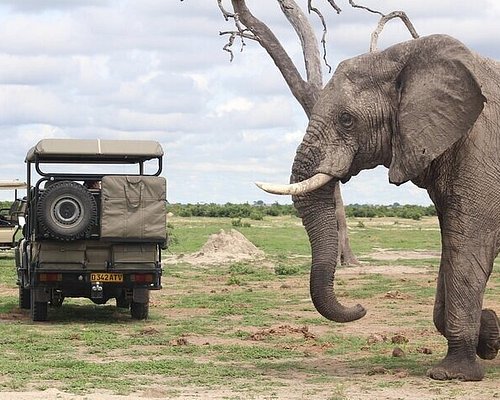 safaris to botswana