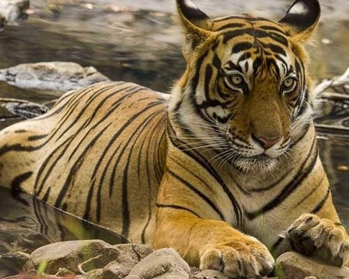 Asia Album: 2 Royal Bengal Tiger cubs playing with mother at zoo