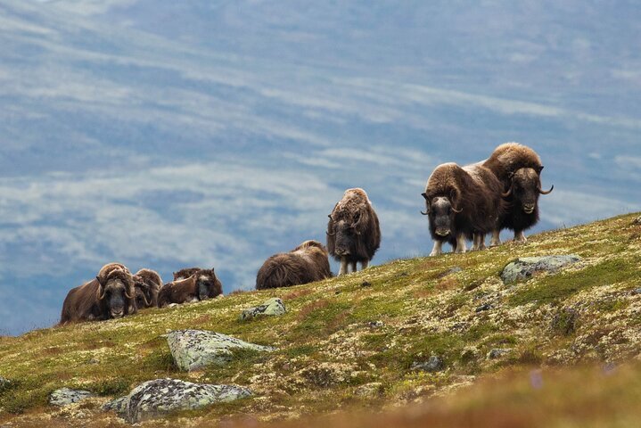 2024 Muskox Safari from Hjerkinn | Dovre & Lesja Aktiv