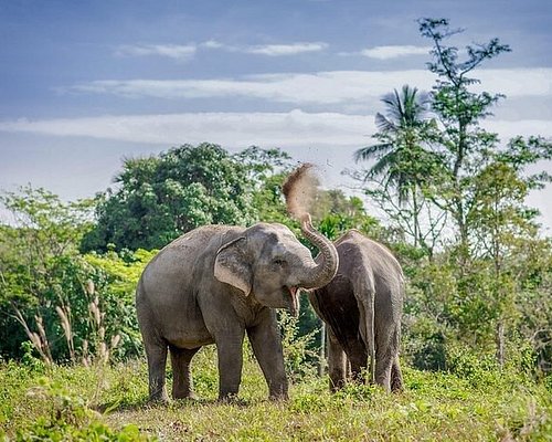 elephant safari in phuket