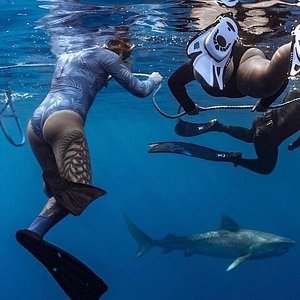 2024 Oahu Shark Dive provided by North Shore Shark Adventures