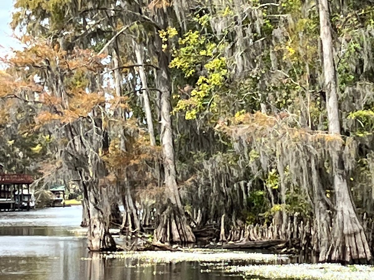 captain ron's swamp tours photos