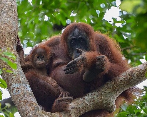 5 days in the jungle - Orangutan Trekking Tours
