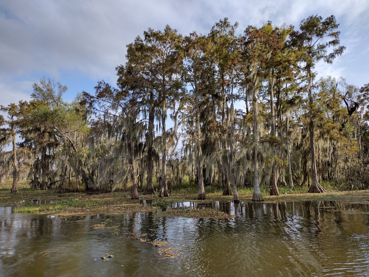 Cajun Man's Swamp Tours & Adventures (Gibson) - All You Need to Know ...