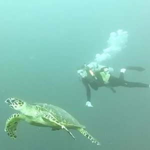 Turtle fly-by!