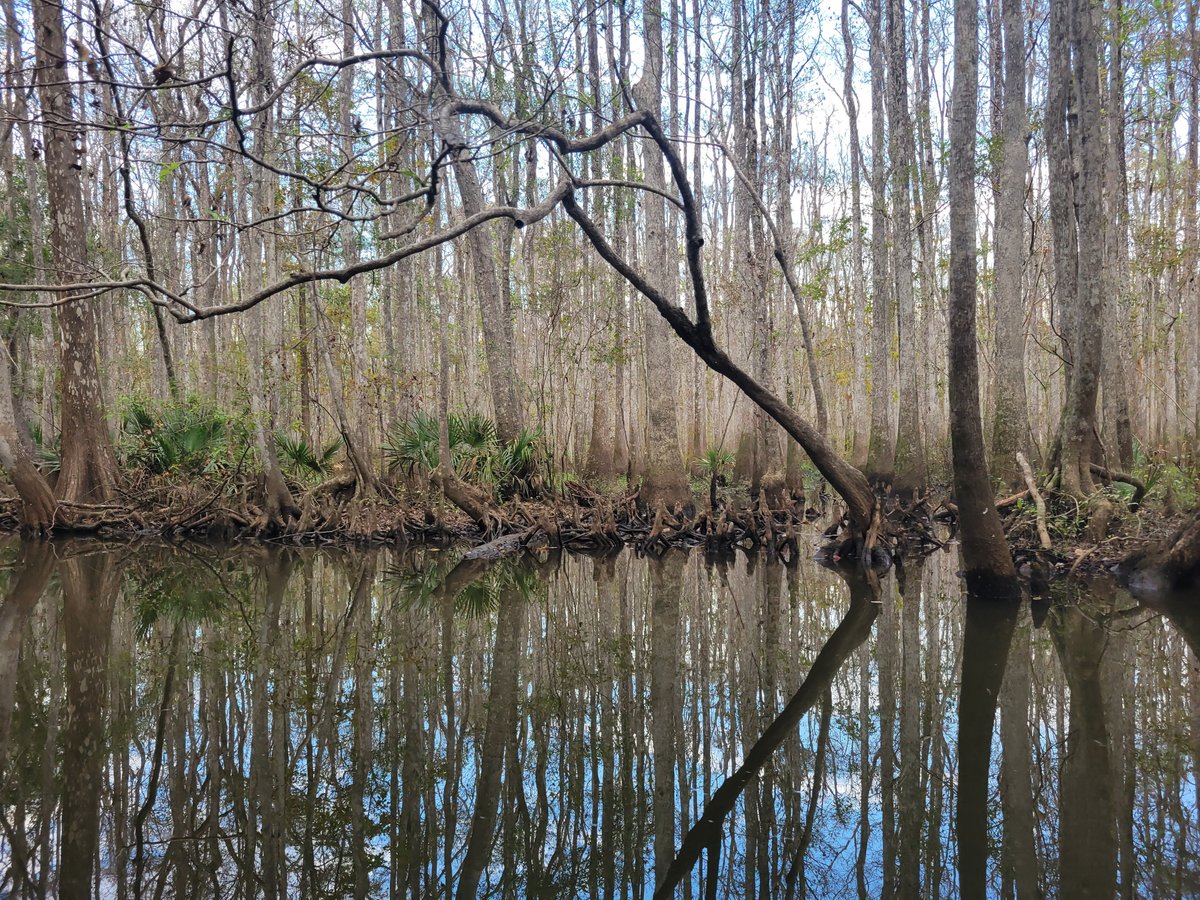 Backwater Tours (Santa Rosa Beach) - All You Need to Know BEFORE You Go