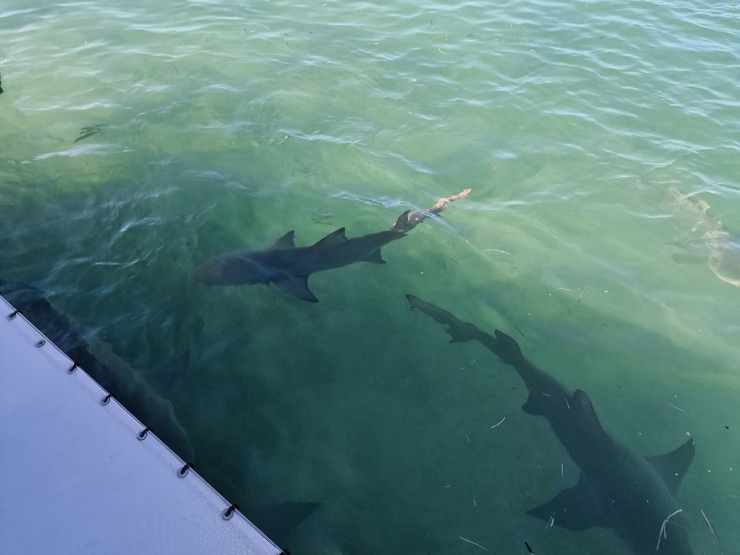 shark tours key west florida
