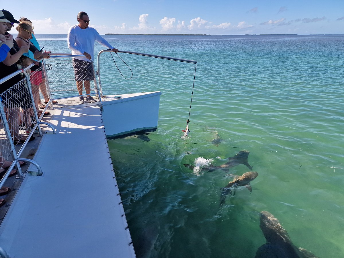 shark tours key west florida