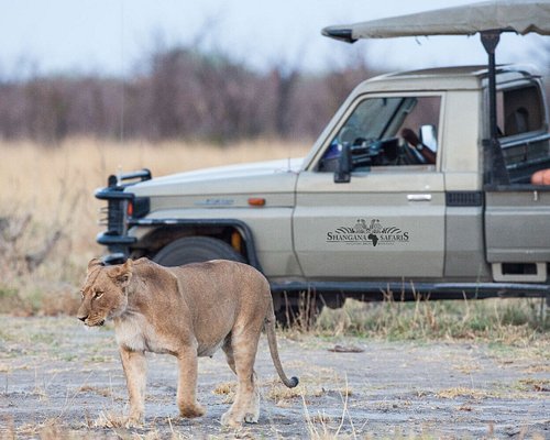 Сафари 8. Акила сафари. Кейптаун сафари. ЮАР сафари Кейптаун. Aquila Safari Park.