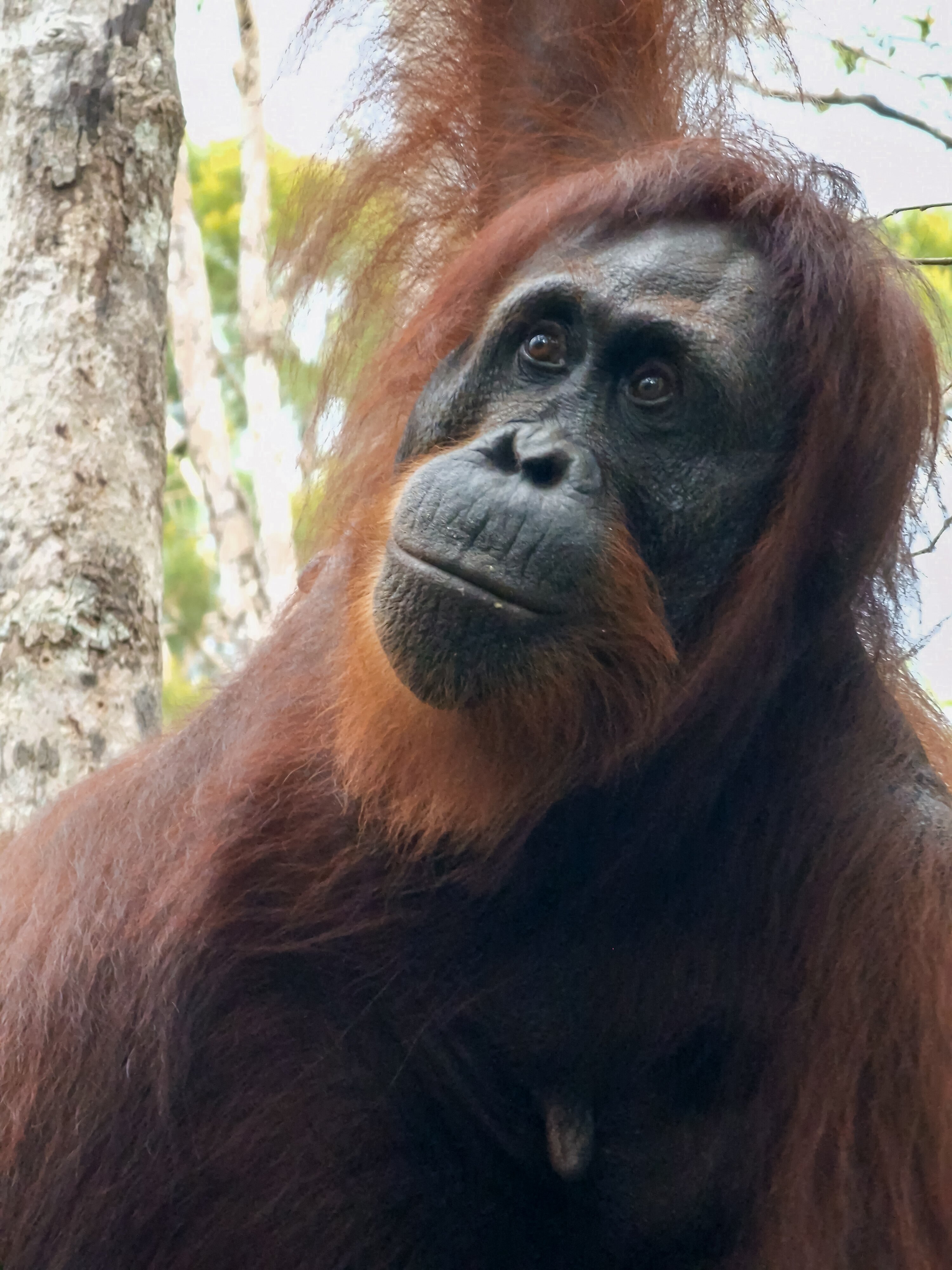 Tanjung Puting Borneo Tour (Pangkalan Bun) - Lohnt Es Sich?