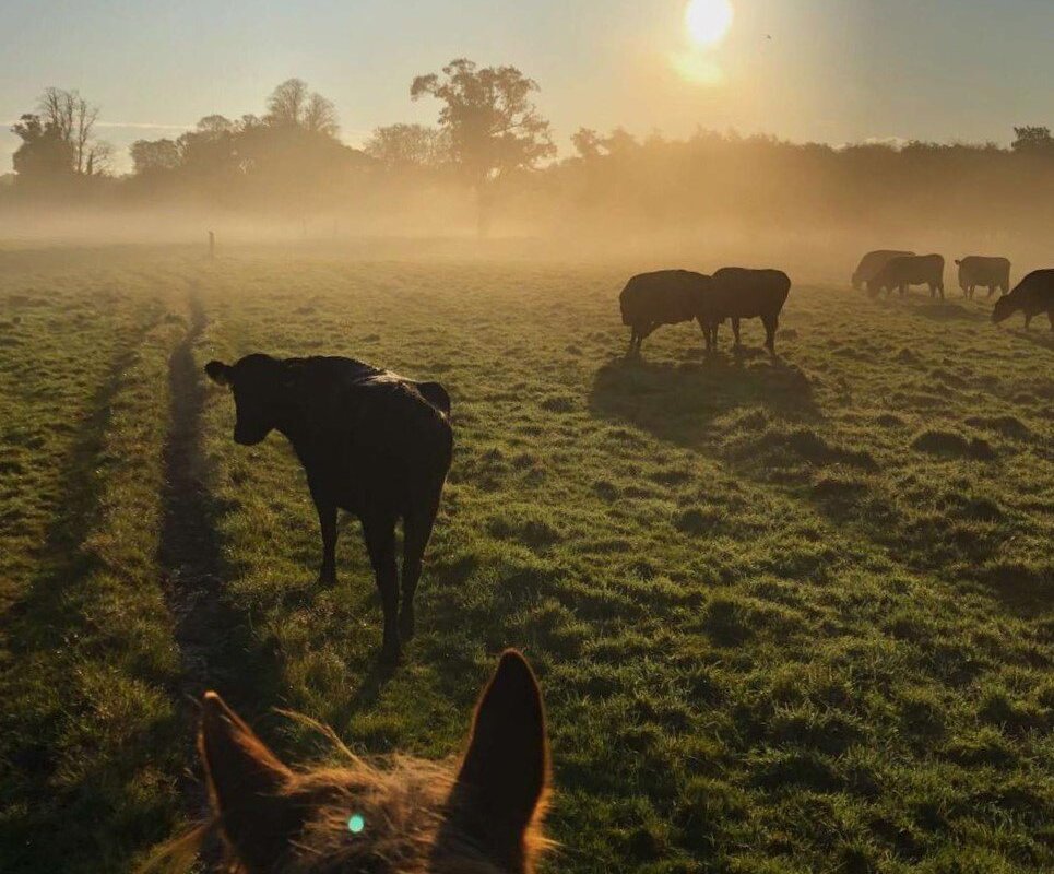 KILLARNEY RIDING STABLES - All You Need to Know BEFORE You Go