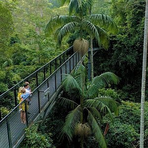 brisbane rainforest tour