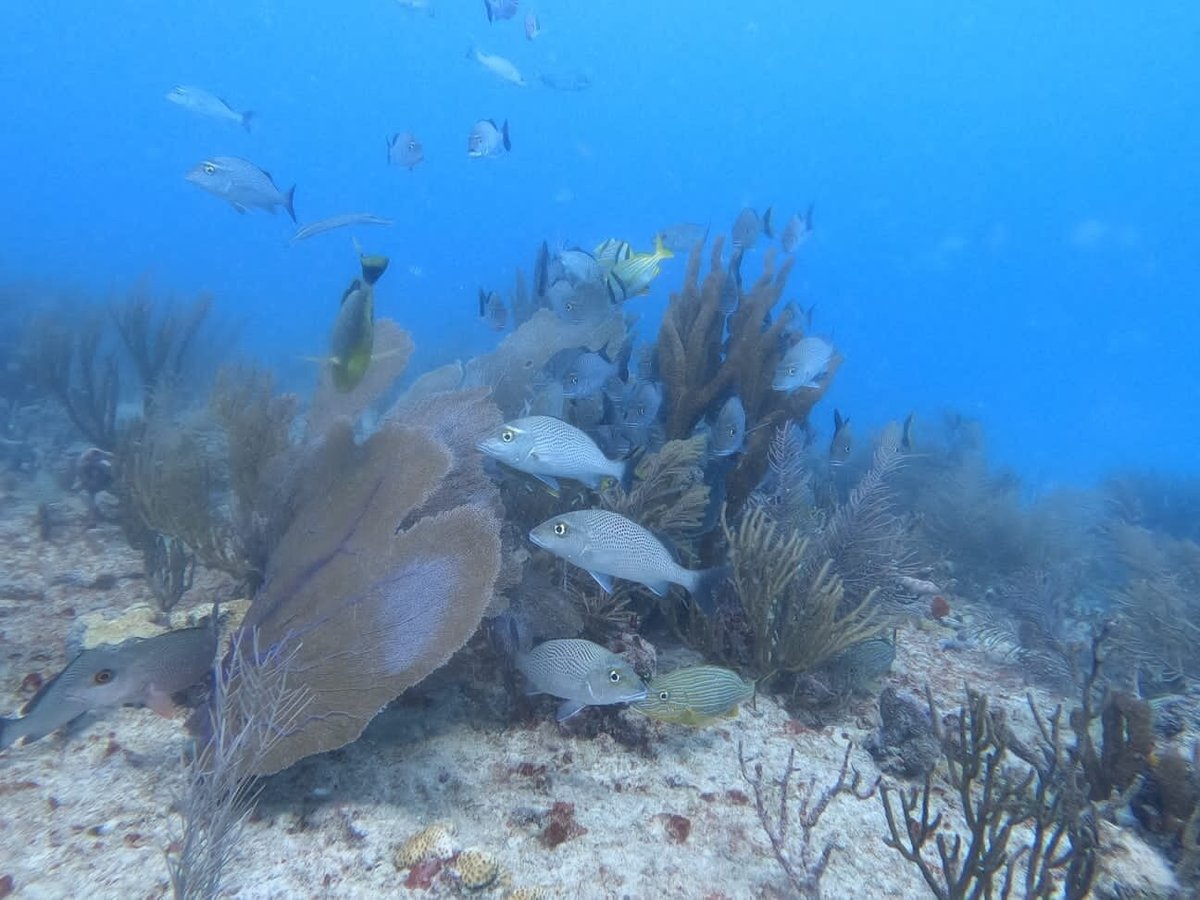 Bubbles.diving (Playa del Carmen) - All You Need to Know BEFORE You Go