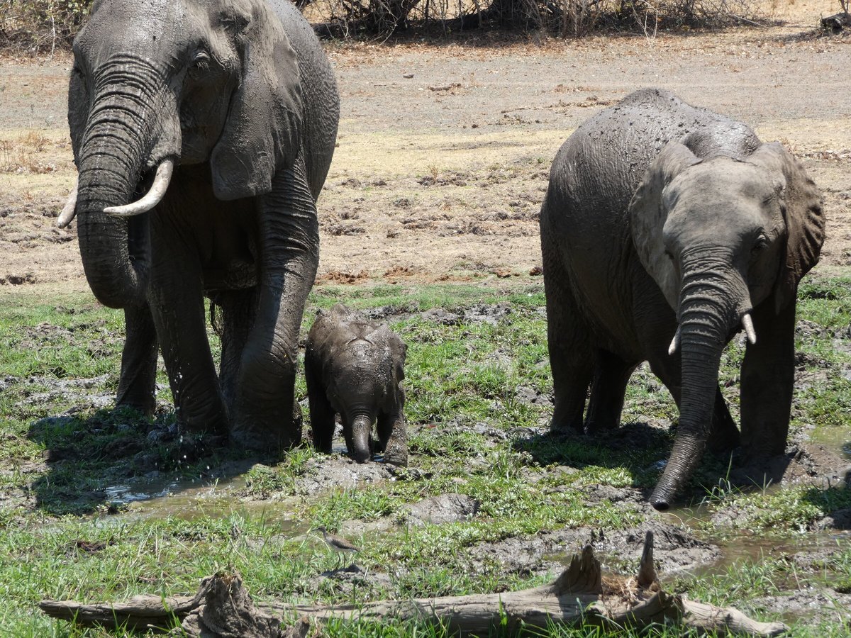 NSEFU CAMP - ROBIN POPE SAFARIS - Lodge Reviews (Zambia/South Luangwa ...