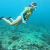 maldives shark tour nicoleeky276