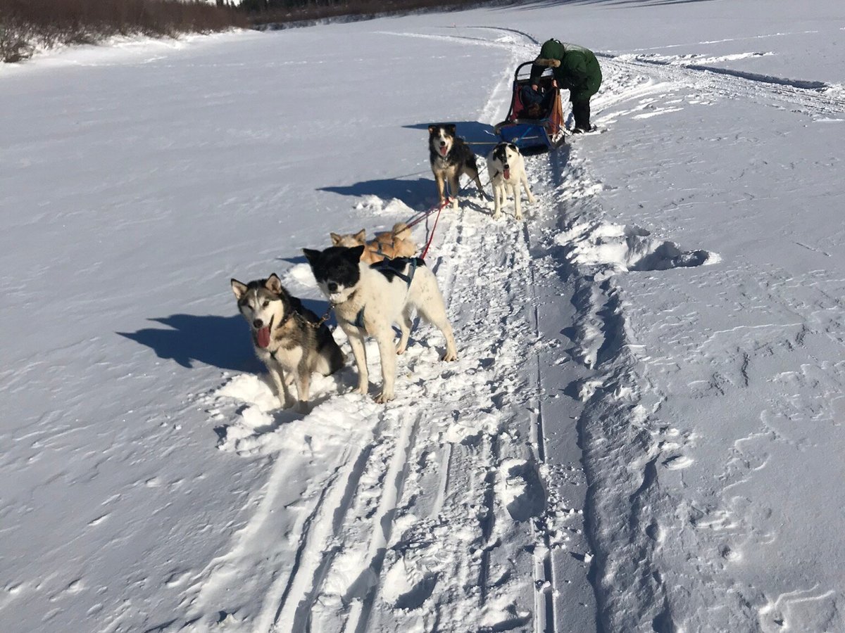 Bush Alaska Expeditions Dog Sled Tours (Eagle) - All You Need to Know ...