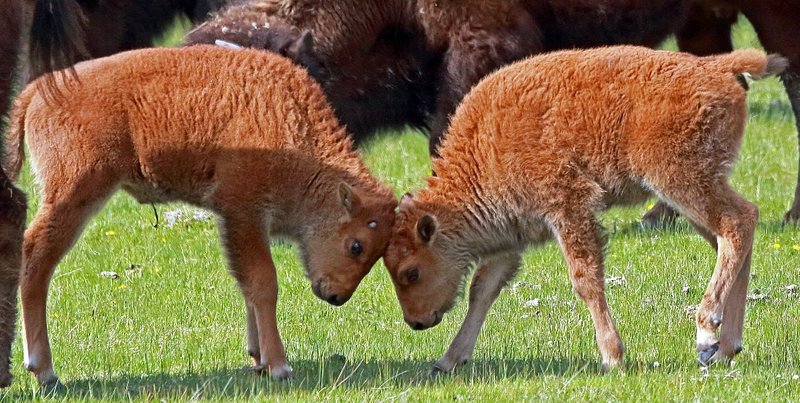 Red-coated bison calves butt heads