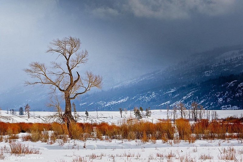 A snow-covered Lamar Valley with moody skies above, with mountains in the distance and a leafless tree in the foreground