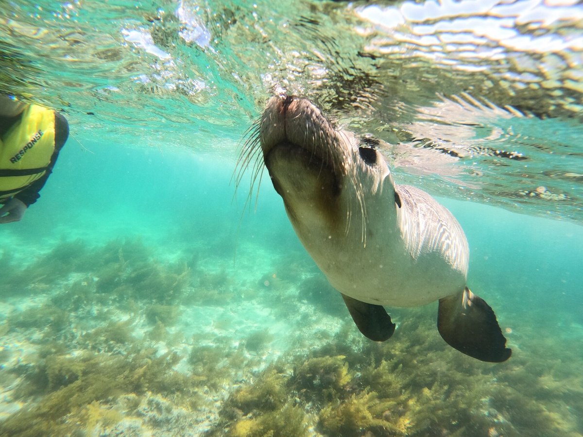 Sea Lion Charters (Jurien Bay) - All You Need to Know BEFORE You Go