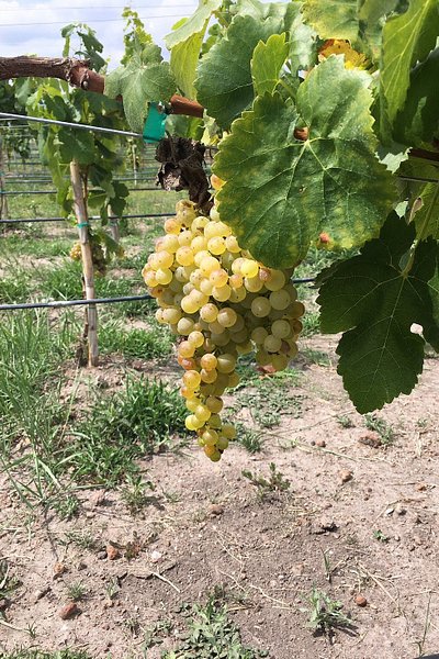 G rapes on the vine at San Juanito vineyard and winery in Queretaro, Mexico