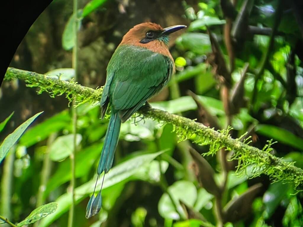 Costa Rica Healing tours (La Fortuna de San Carlos) - All You Need to