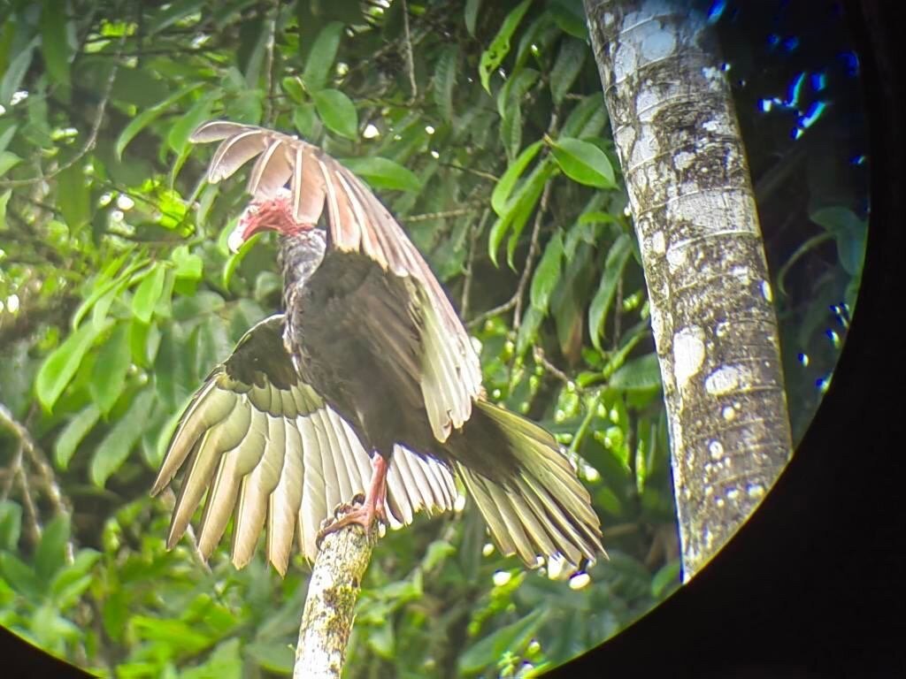 Costa Rica Healing tours (La Fortuna de San Carlos) - All You Need to