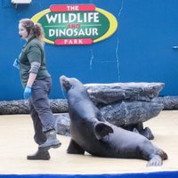 dinosaur park ilfracombe