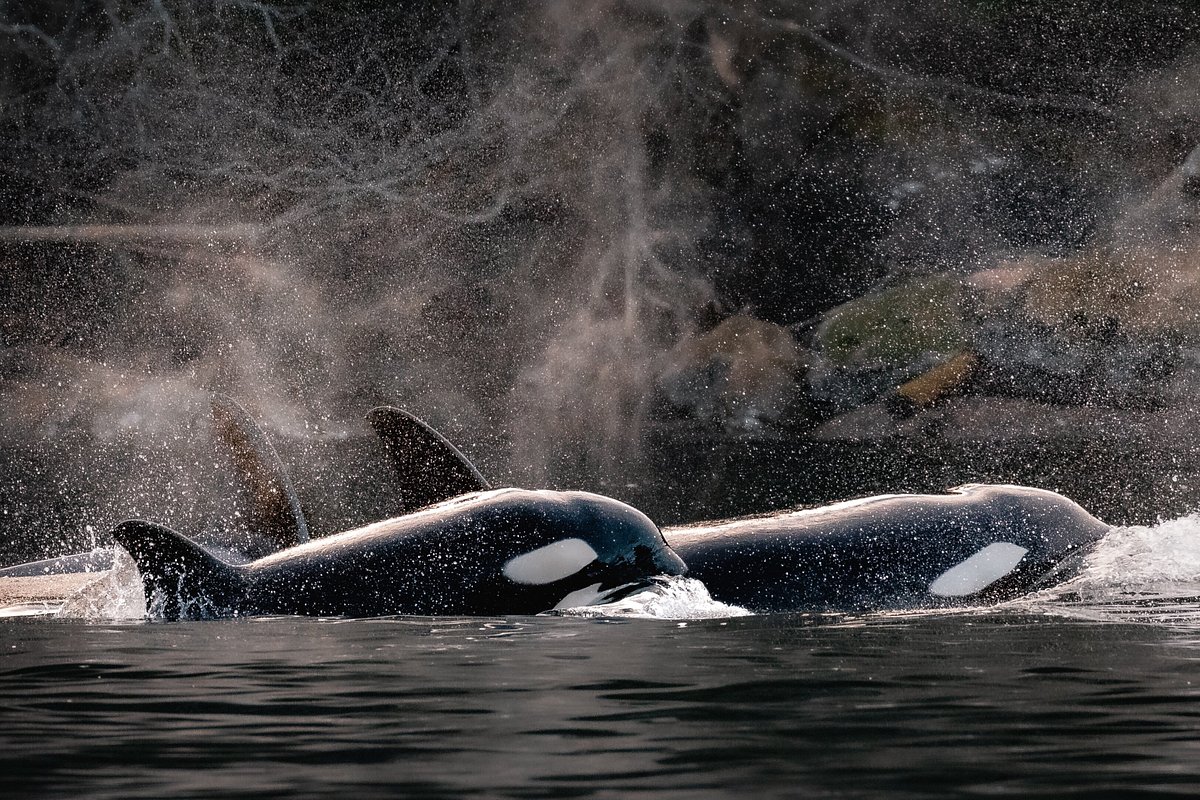 whale safari vancouver island