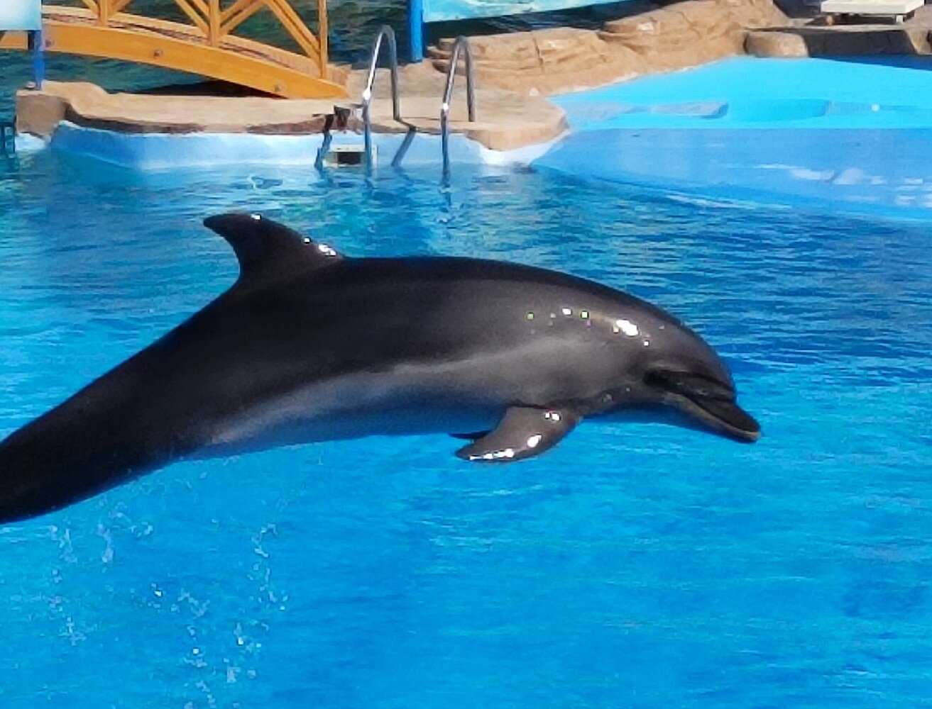 Dolphin World (Hurghada) - All You Need to Know BEFORE You Go